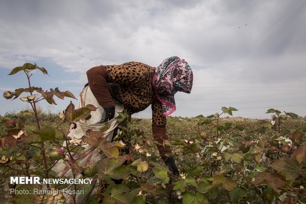 Harvesting cotton ball in Golestan province