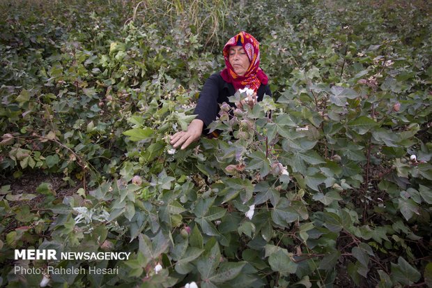 Harvesting cotton ball in Golestan province