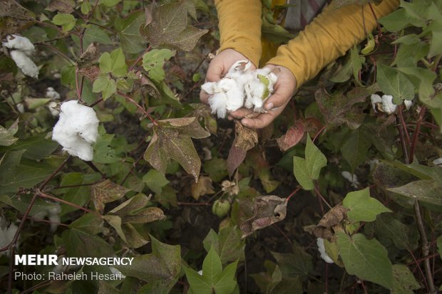 Harvesting cotton ball in Golestan province