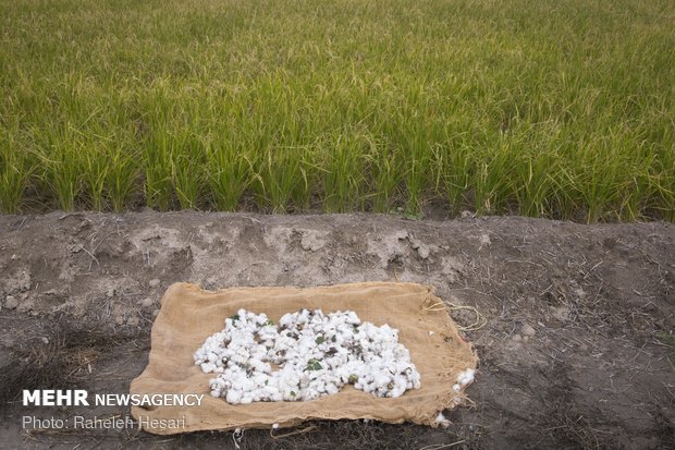 Harvesting cotton ball in Golestan province