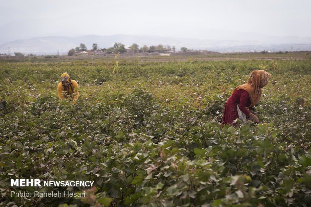 Harvesting cotton ball in Golestan province