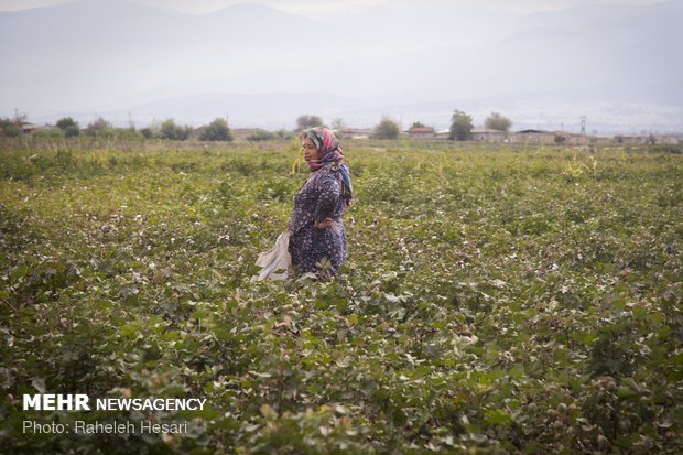 Harvesting cotton ball in Golestan province