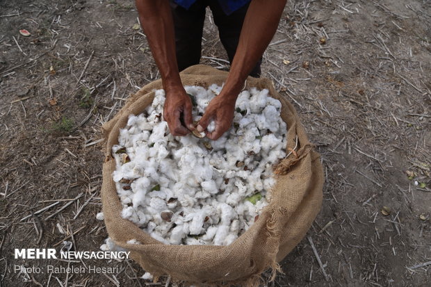 Harvesting cotton ball in Golestan province