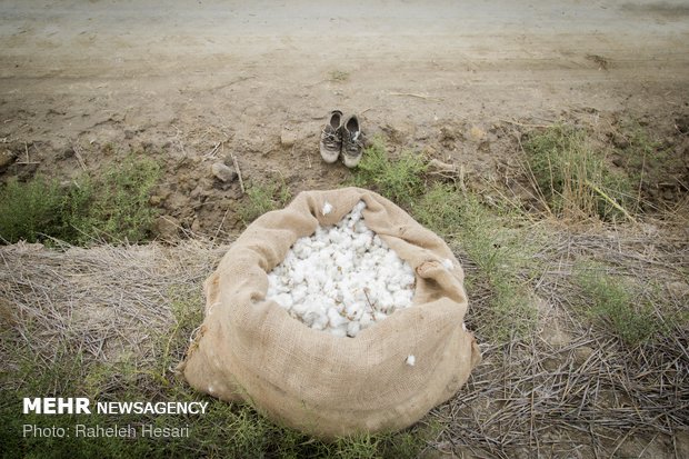 Harvesting cotton ball in Golestan province