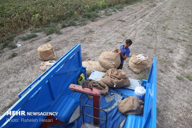 Harvesting cotton ball in Golestan province