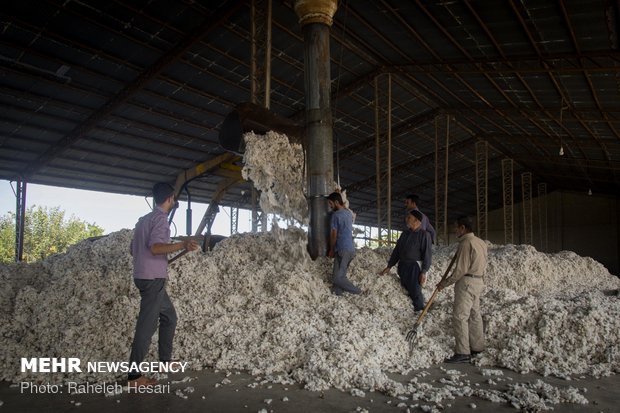 Harvesting cotton ball in Golestan province