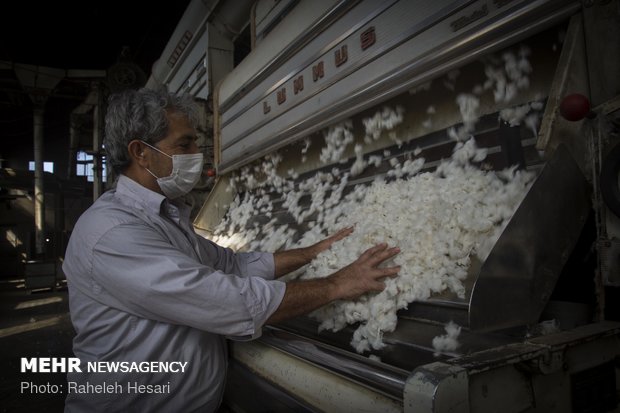 Harvesting cotton ball in Golestan province