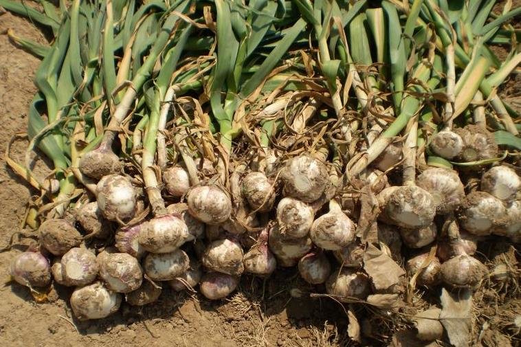 ۵۲ هزار تن محصول سیر در شهرستان طارم برداشت می‌شود