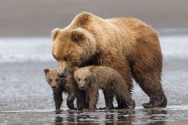 VIDEO: Brown bears spotted in Savadkuh heights