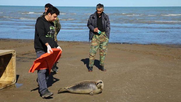 VIDEO: Lifeguards rescue Caspian seal 