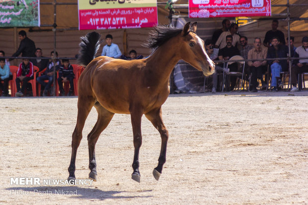 نخستین جشنواره ملی اسب دره شوری