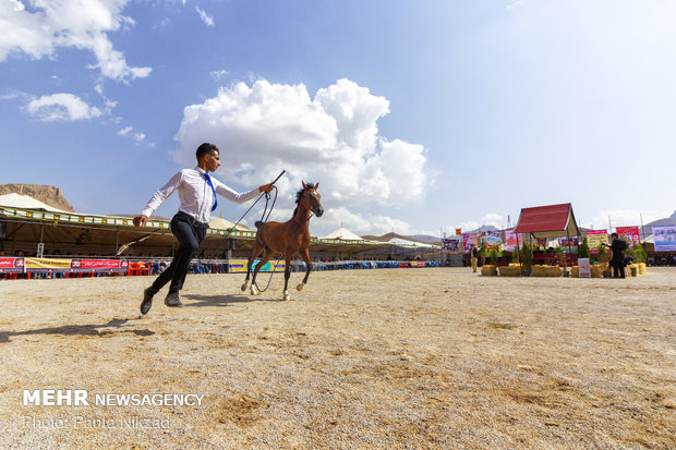 نخستین جشنواره ملی اسب دره شوری در فرخ شهر برگزار شد