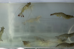 Golestan prov., best hub for shrimp production, farming