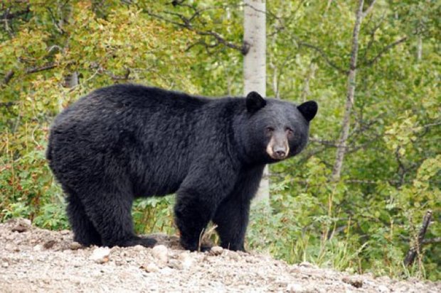خرس سیاه آسیایی در ارتفاعات فاریاب مشاهده شد