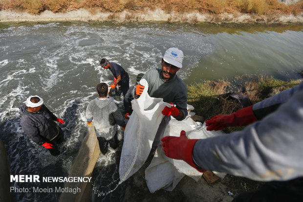 Golestan prov., best hub for shrimp production, farming 