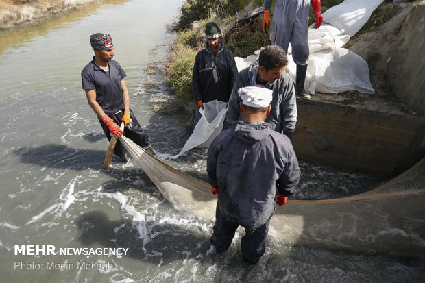 Golestan prov., best hub for shrimp production, farming 