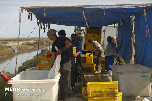 قنوات مائية يصل طولها الى 20 كم لتربية الجمبري في محافظة "كلستان"
