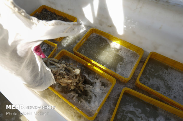 قنوات مائية يصل طولها الى 20 كم لتربية الجمبري في محافظة "كلستان"