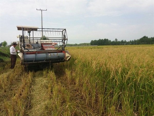 انتقاد گندمکاران از گرانی ماشین آلات