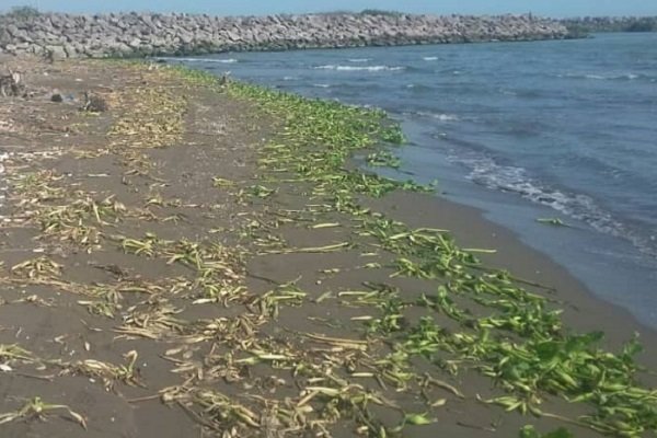 خطر «سنبل آبی» ۴۵ کیلومتر از نوار ساحلی رودسر را تهدید می کند