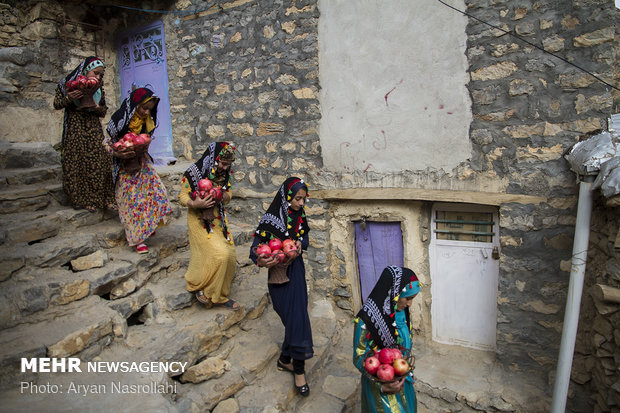 Harvesting pomegranates in Hawraman