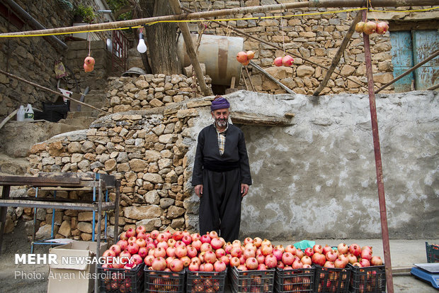 Harvesting pomegranates in Hawraman