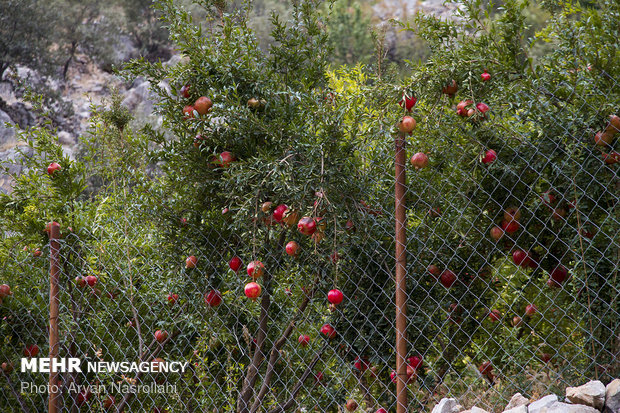 Harvesting pomegranates in Hawraman