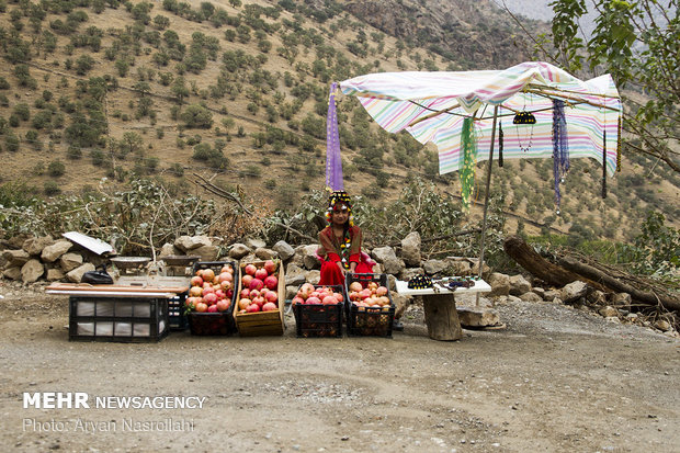 Harvesting pomegranates in Hawraman