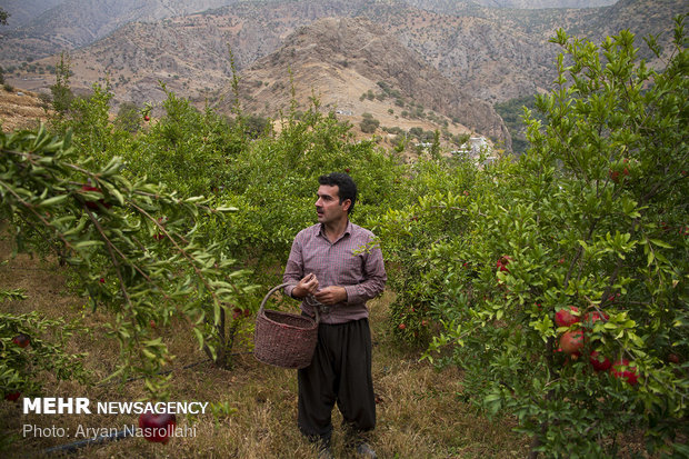 Harvesting pomegranates in Hawraman