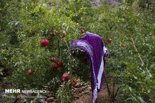 قطف ثمار الياقوت الاحمر في قرية "هورامان" غربي ايران