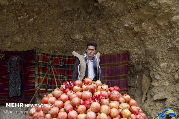 Harvesting pomegranates in Hawraman