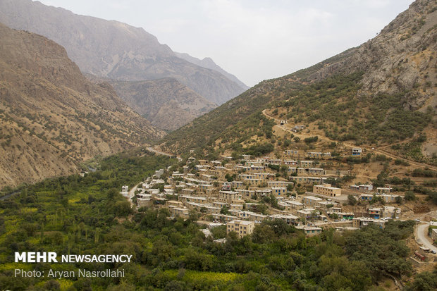 Harvesting pomegranates in Hawraman