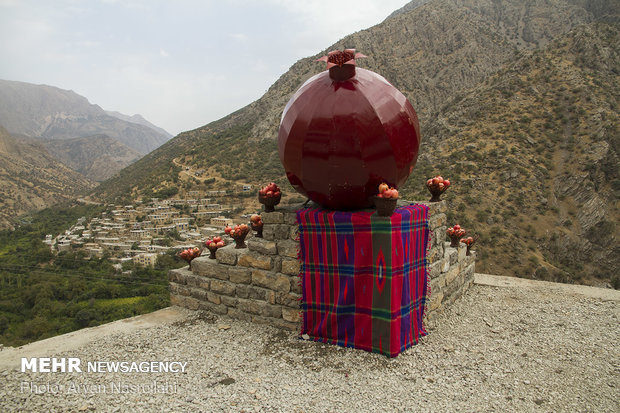 Harvesting pomegranates in Hawraman