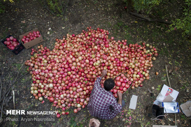 Harvesting pomegranates in Hawraman