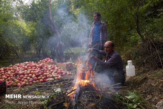 Harvesting pomegranates in Hawraman