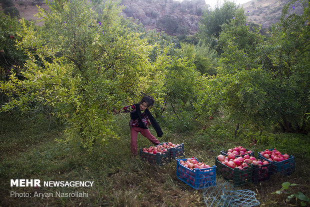 Harvesting pomegranates in Hawraman