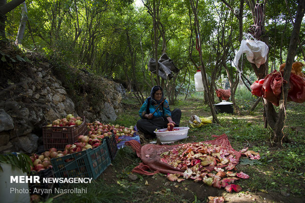 Harvesting pomegranates in Hawraman