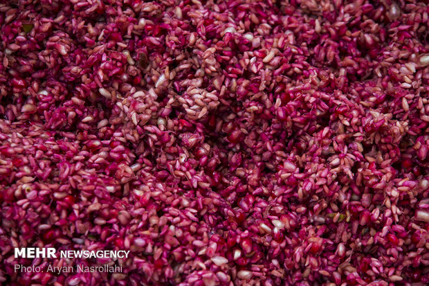 Harvesting pomegranates in Hawraman