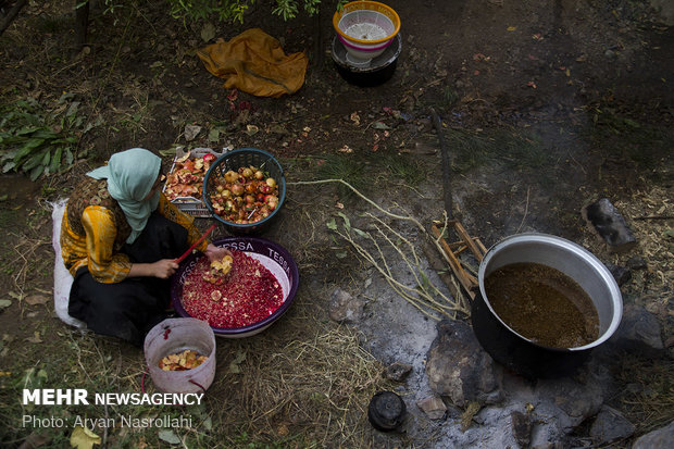 Harvesting pomegranates in Hawraman