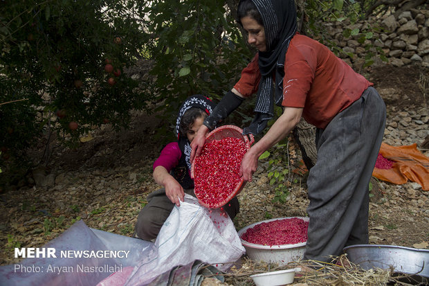 Harvesting pomegranates in Hawraman