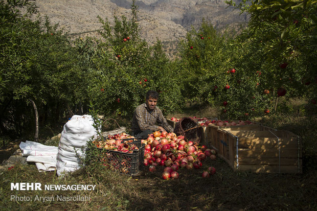 Harvesting pomegranates in Hawraman