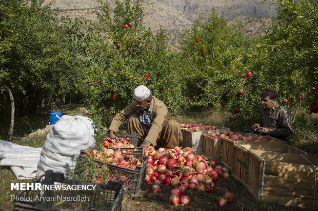 Harvesting pomegranates in Hawraman