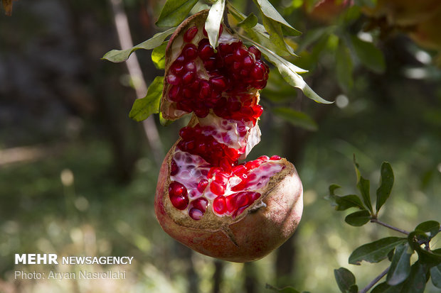 Harvesting pomegranates in Hawraman