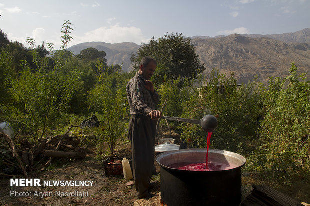 Harvesting pomegranates in Hawraman