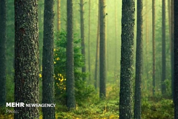 جنگل کاری ۲۵ هزار هکتار تا پایان امسال