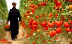 مهد کشت گلخانه‌ای ایران پایانه صادراتی ندارد/گوجه دهاقان بدون برند صادر می‌شود
