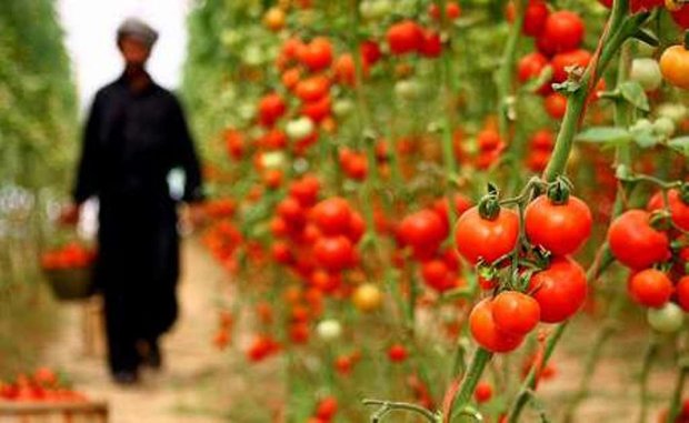 مهد کشت گلخانه‌ای ایران پایانه صادراتی ندارد