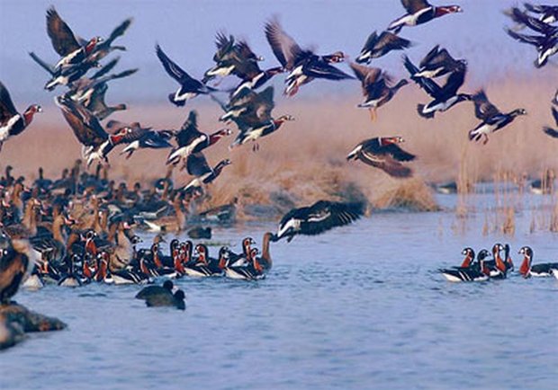 سرشماری زمستانی پرندگان آبزی و کنار آبزی مهاجر در همدان