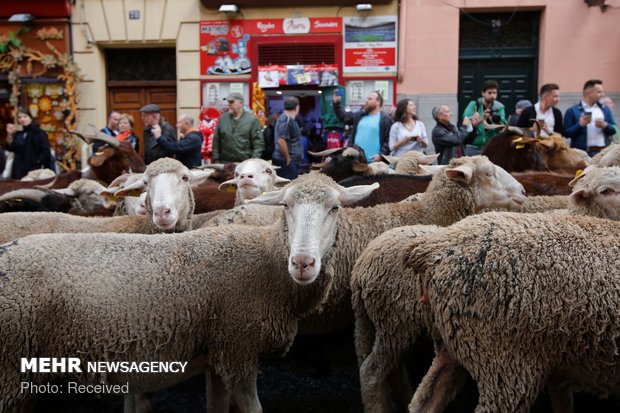 رژه گوسفندان در خیابان های مادرید‎