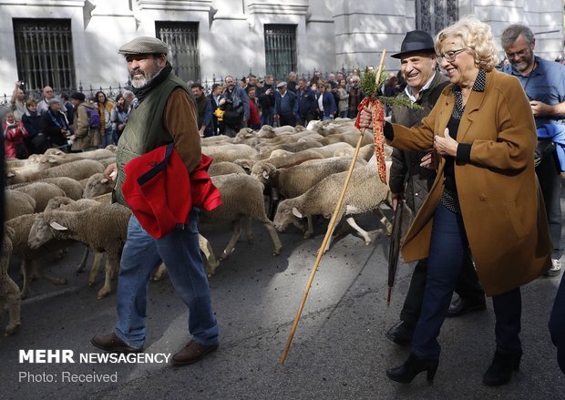 رژه گوسفندان در خیابان های مادرید‎